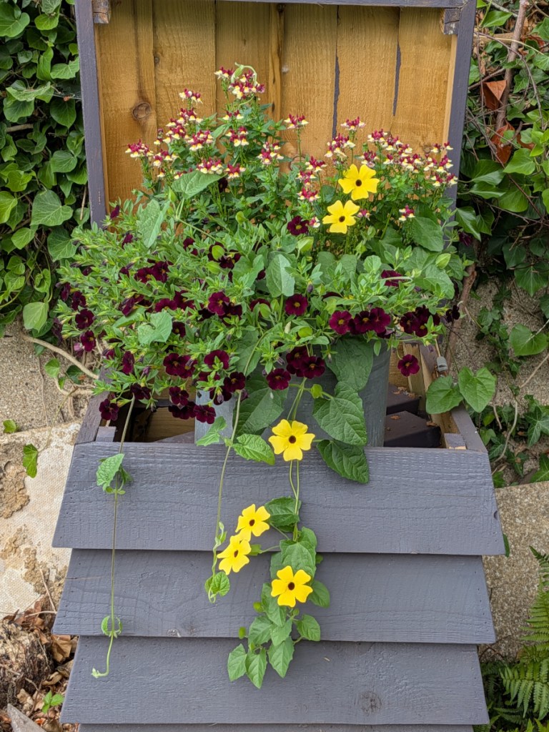 A purple beehive planted filled with a pot with nemsia, calibrochoa and nemesia