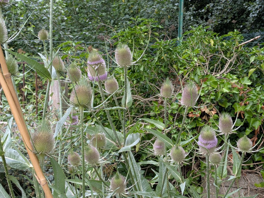 A mass of teasel heads