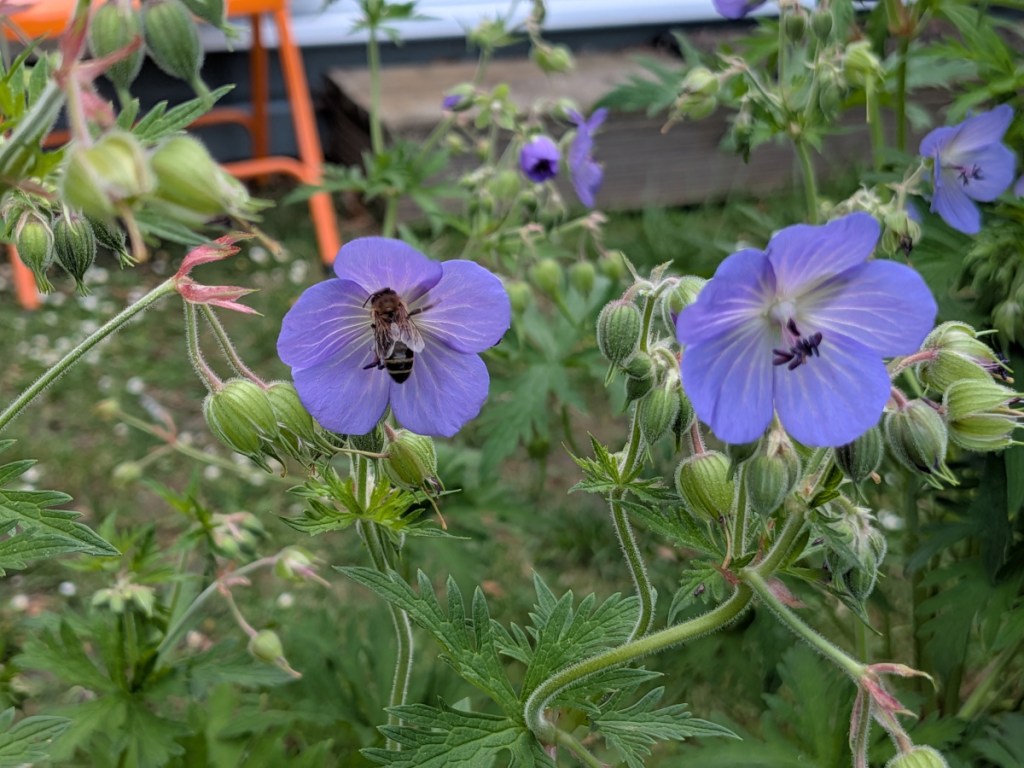 Purple hardy geranium with bees. 
