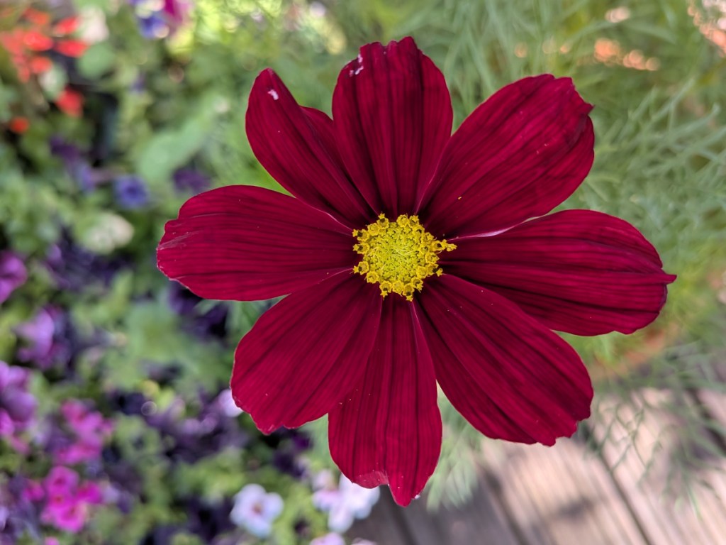 A deep purple/red cosmos flower 