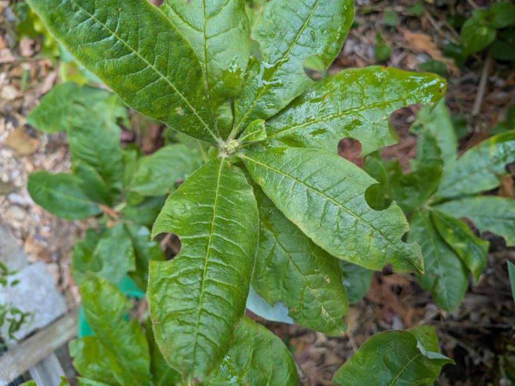 rhododendron leaves with small circular cuts taken out them by leaf cutter beas. 