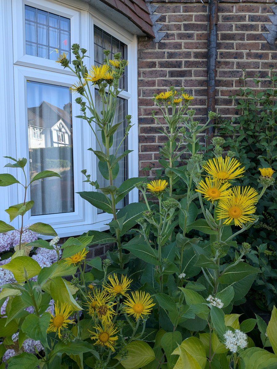 Elecampane (Inula helenium growing 6ft + in front of a window. 
