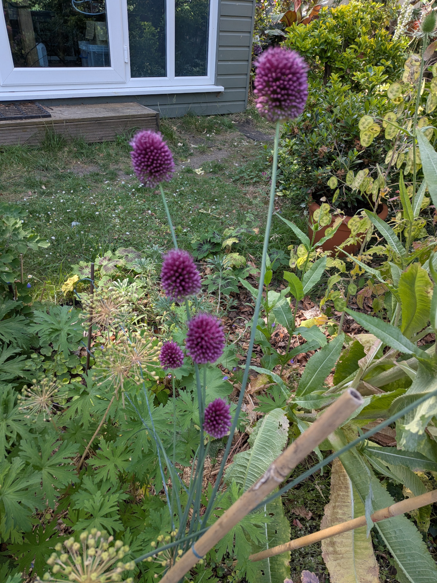 Allium sphaerocephalon