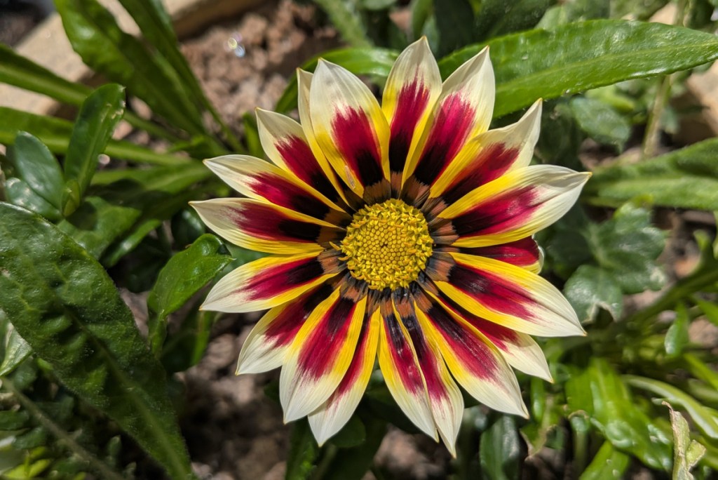 A bright gazania. 