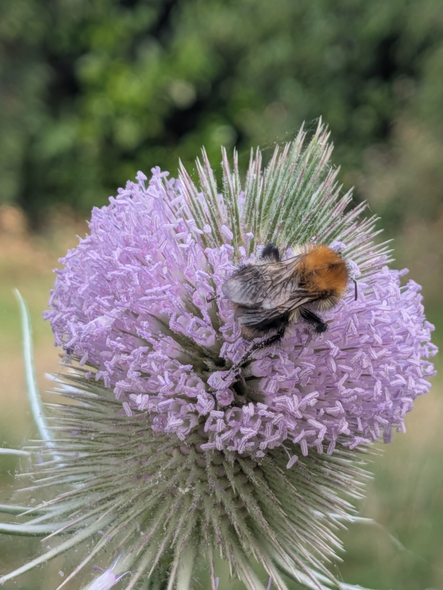 Bumblebee on a teasel