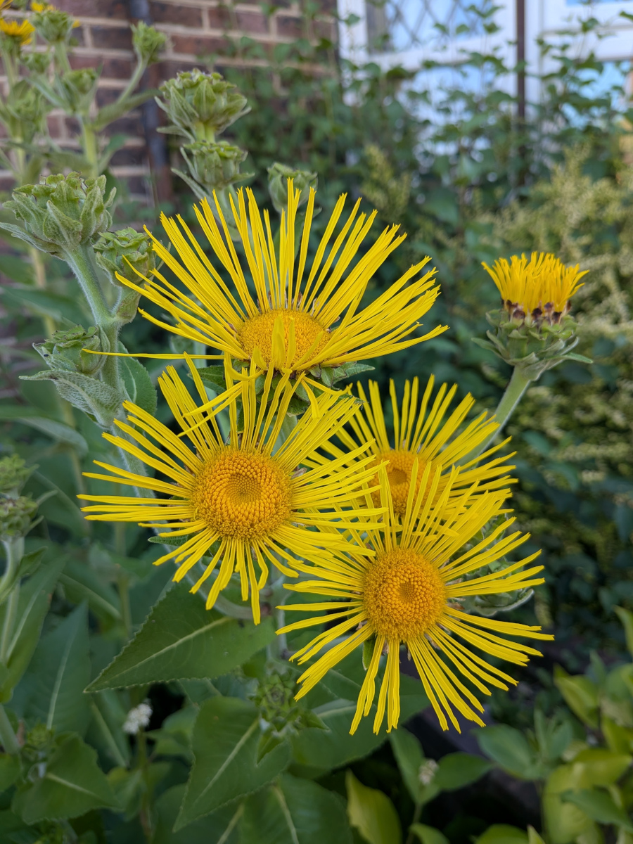 Close up of Elecampane (Inula helenium