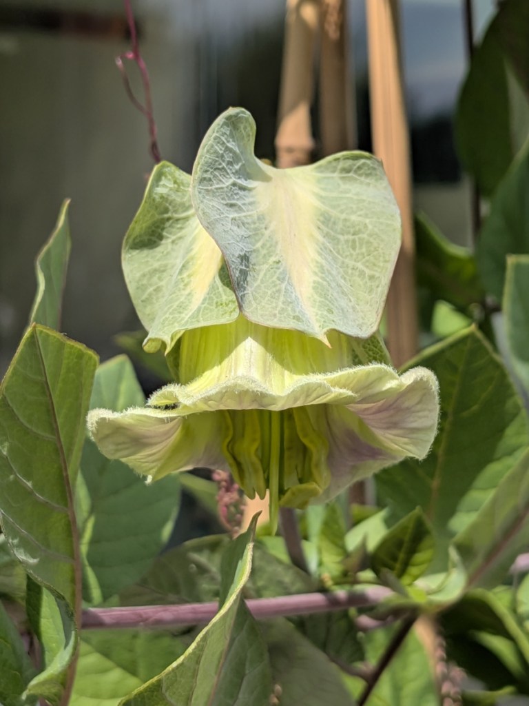 a new Cobea scandens flower
