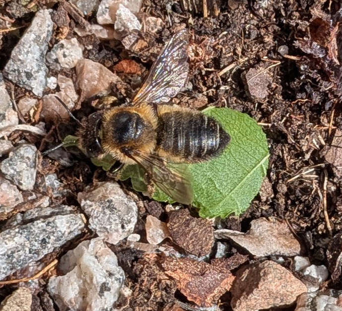 A leaf cutter bee. Complete with leaf. 