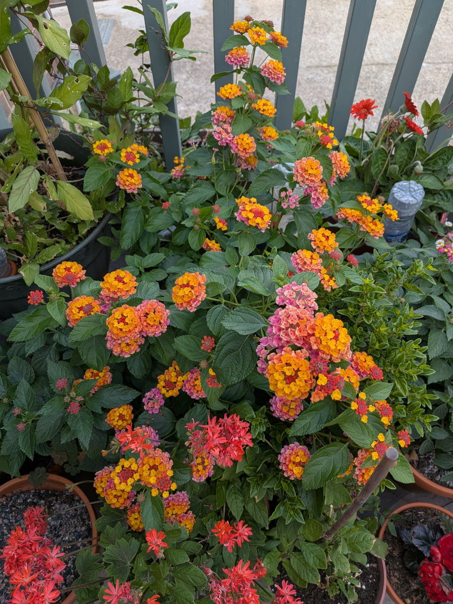 An orange lantana plant