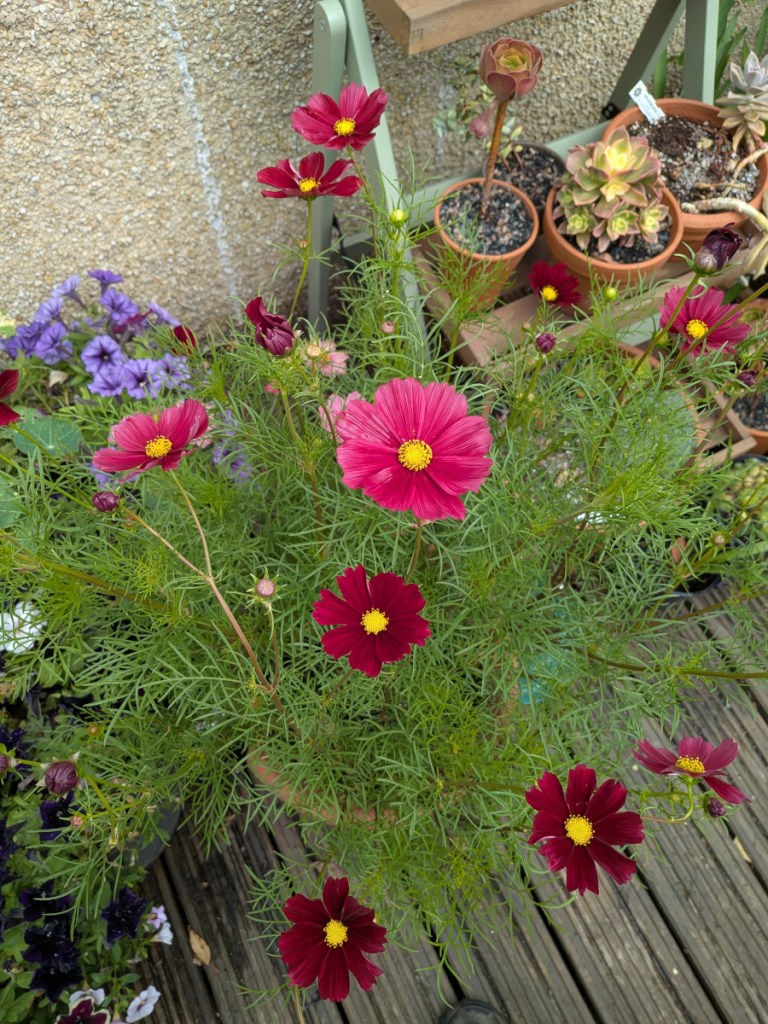 A few cosmos wafting in the wind