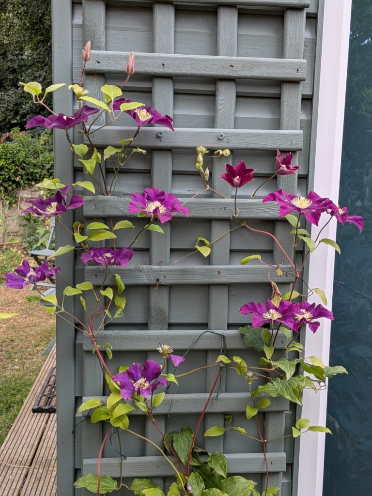 A clematis growing up the side of a garden room.