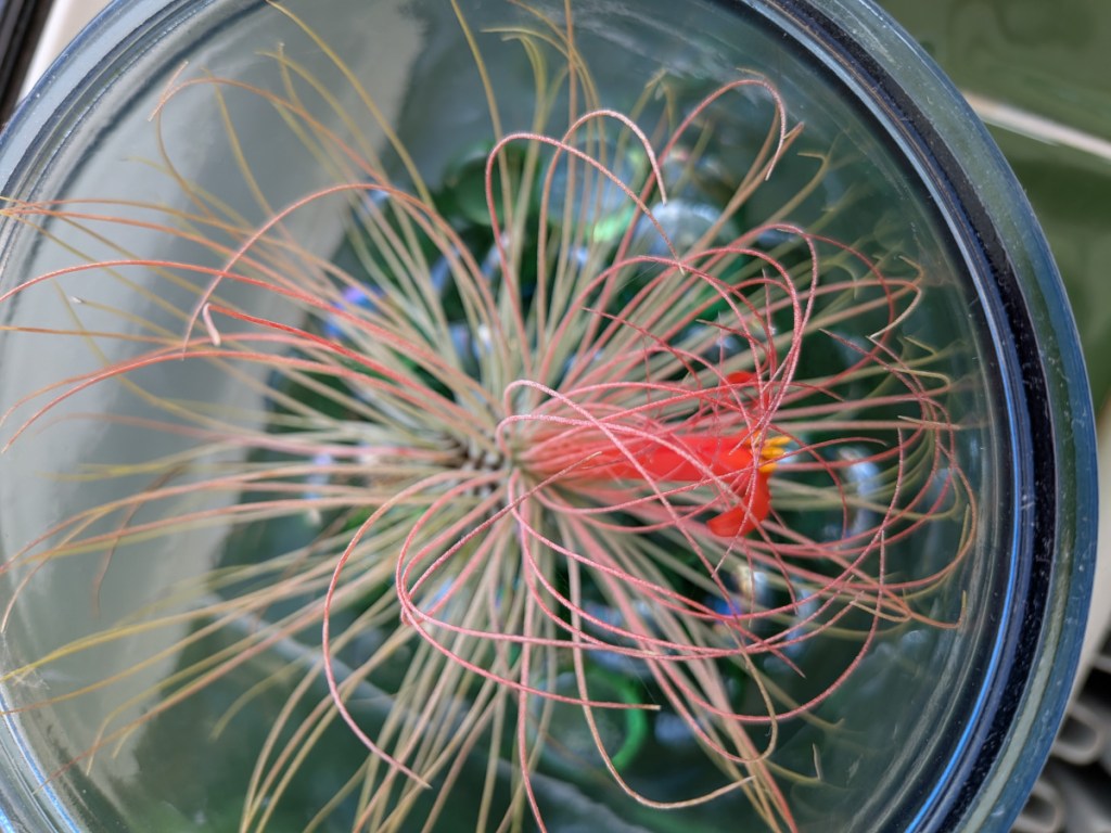 An airplant with an orangey red trumpet flower
