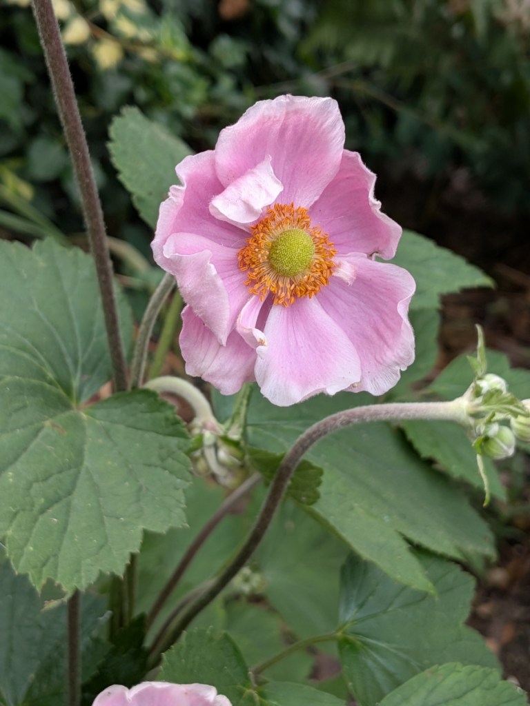 A japonese anenome flower