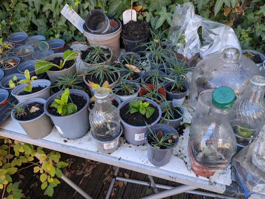 A table full of seedlings and cuttings.