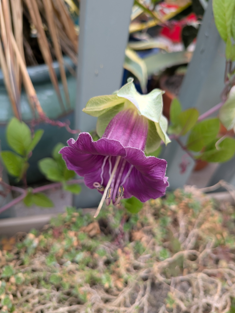 Cobaea scandens flower