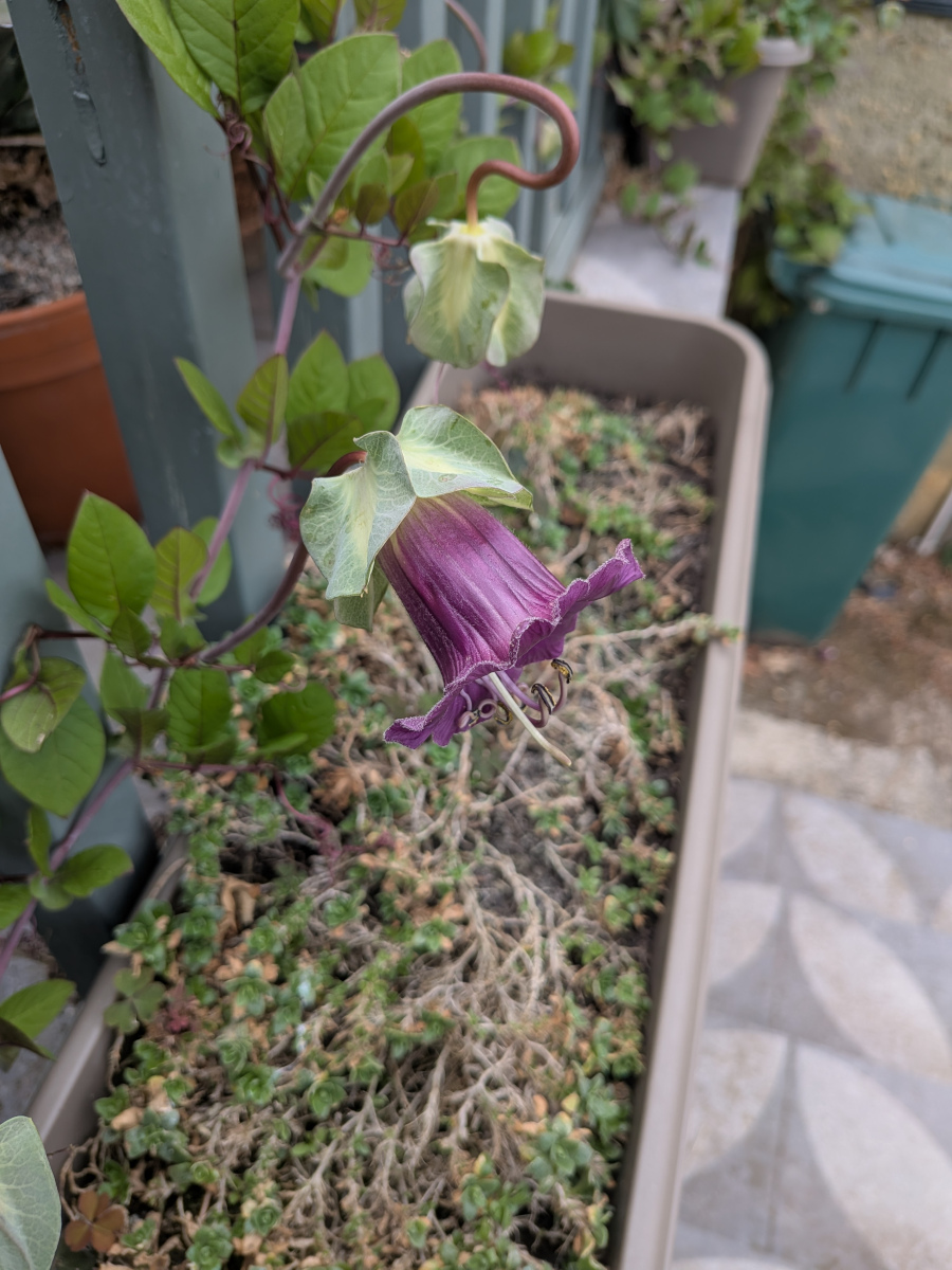 Cobaea scandens flower