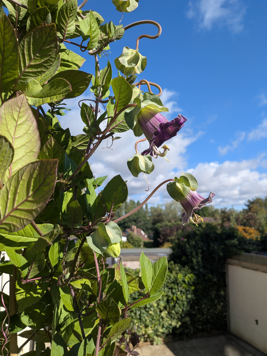 Cobaea scandens flowers