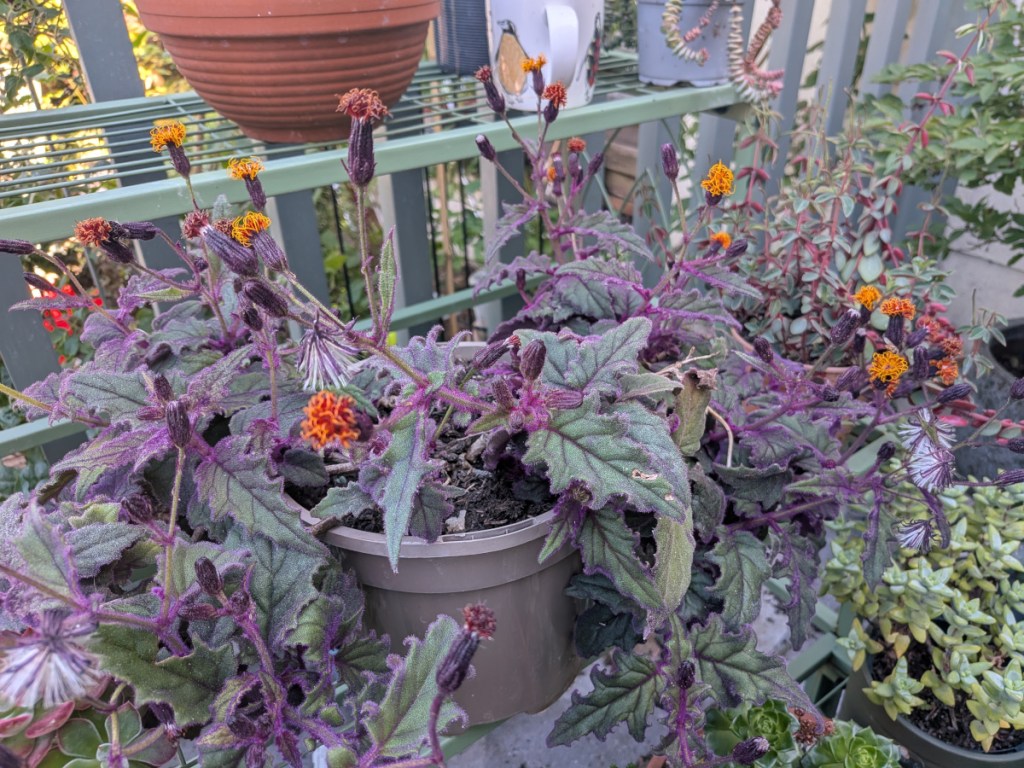 A purple leaved orange flowered Gynura aurantiaca