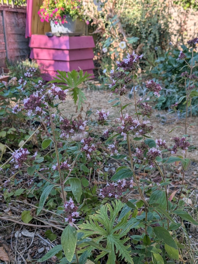 Some marjoram