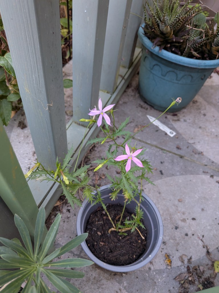A random seedling plant.
