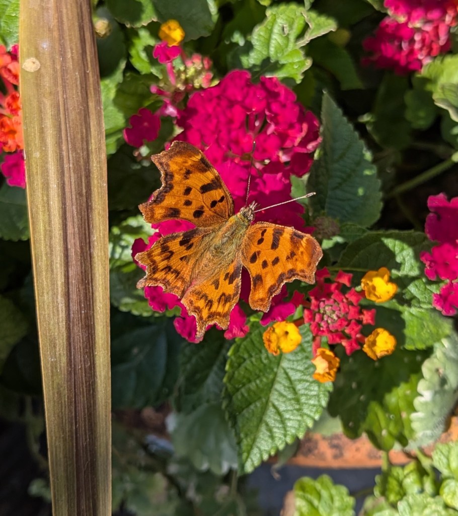 A comma butterfly on Lantana