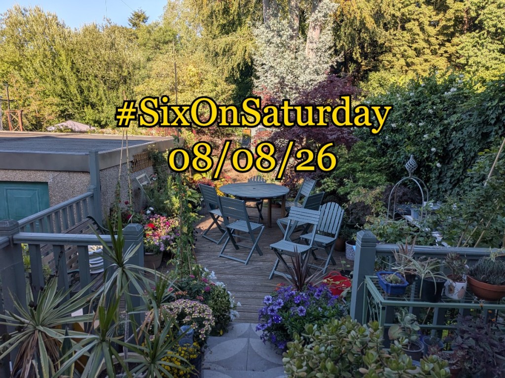 #SixonSaturday banner for 08082026 Over a mostly shaded garden photo