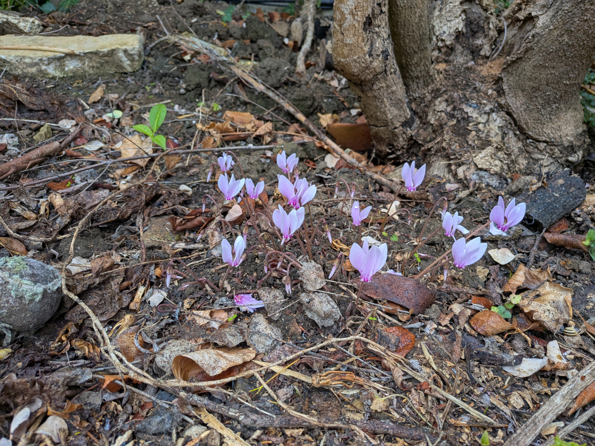 Some cyclamen poking through the earth