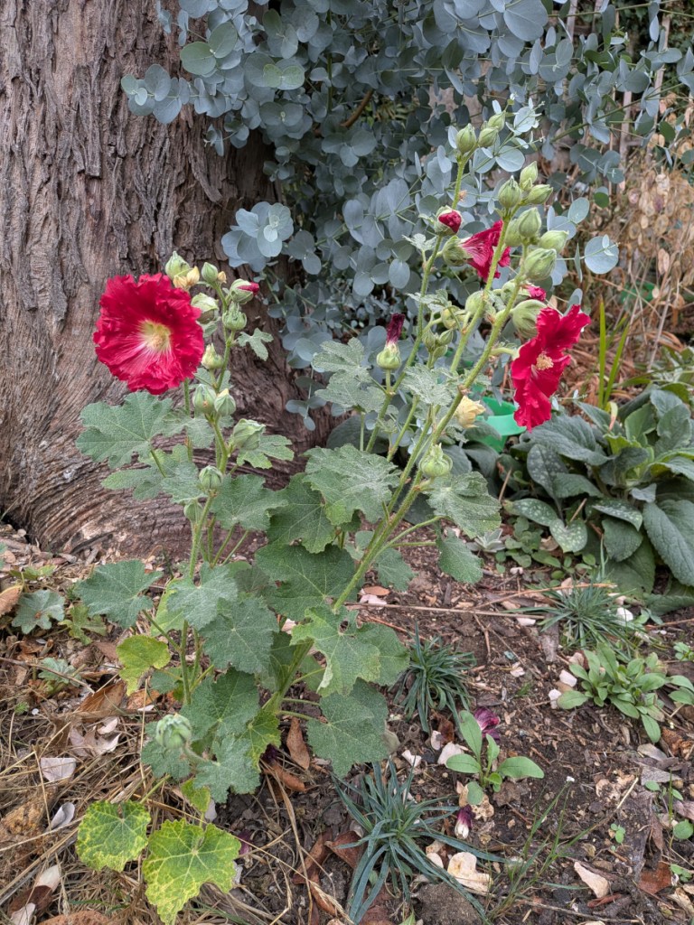 A red hollyhock