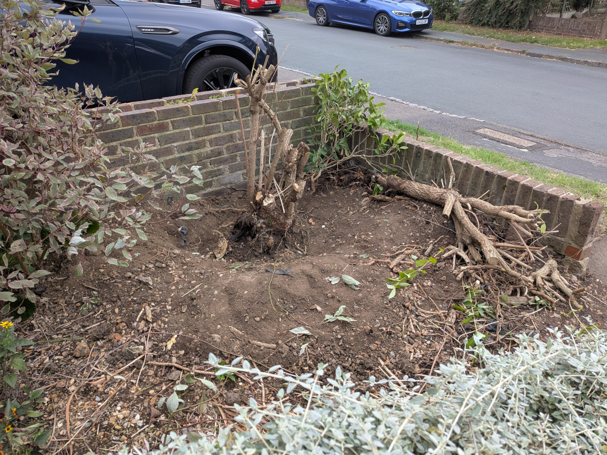 A whole in the ground with half a weigela in it.