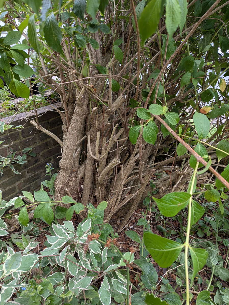 a denuded weigela after it's spring cut earlier in the year.