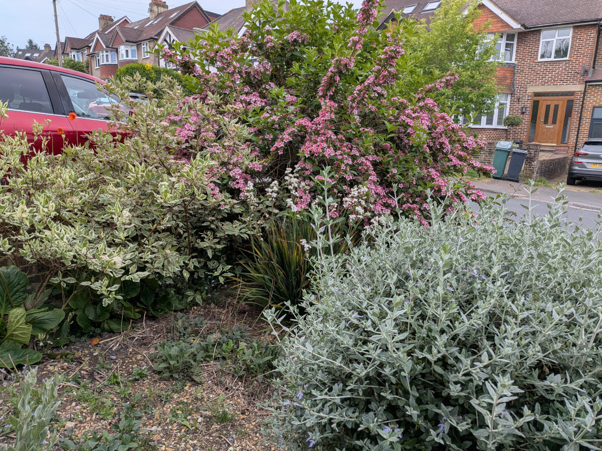 a flowering weigela from a different angle.