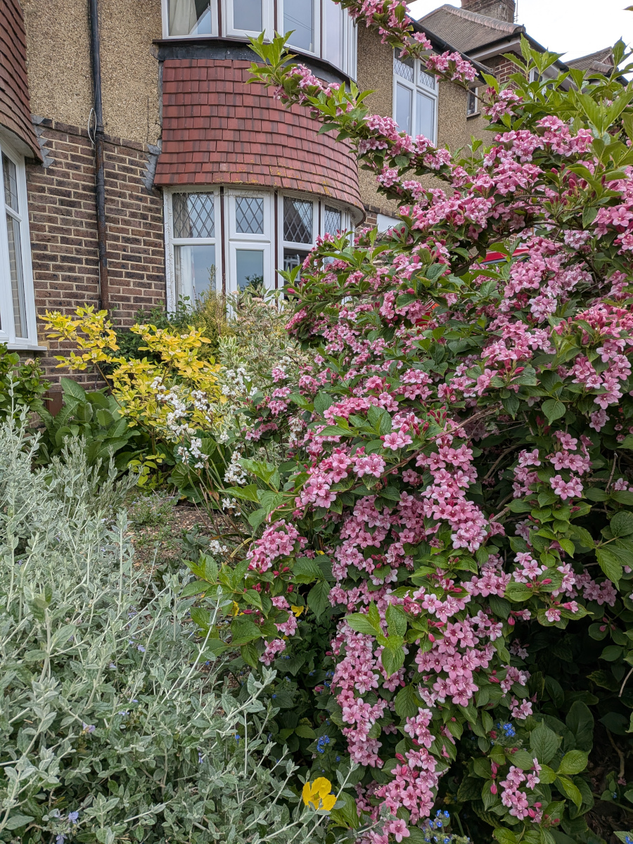 flowering weigela