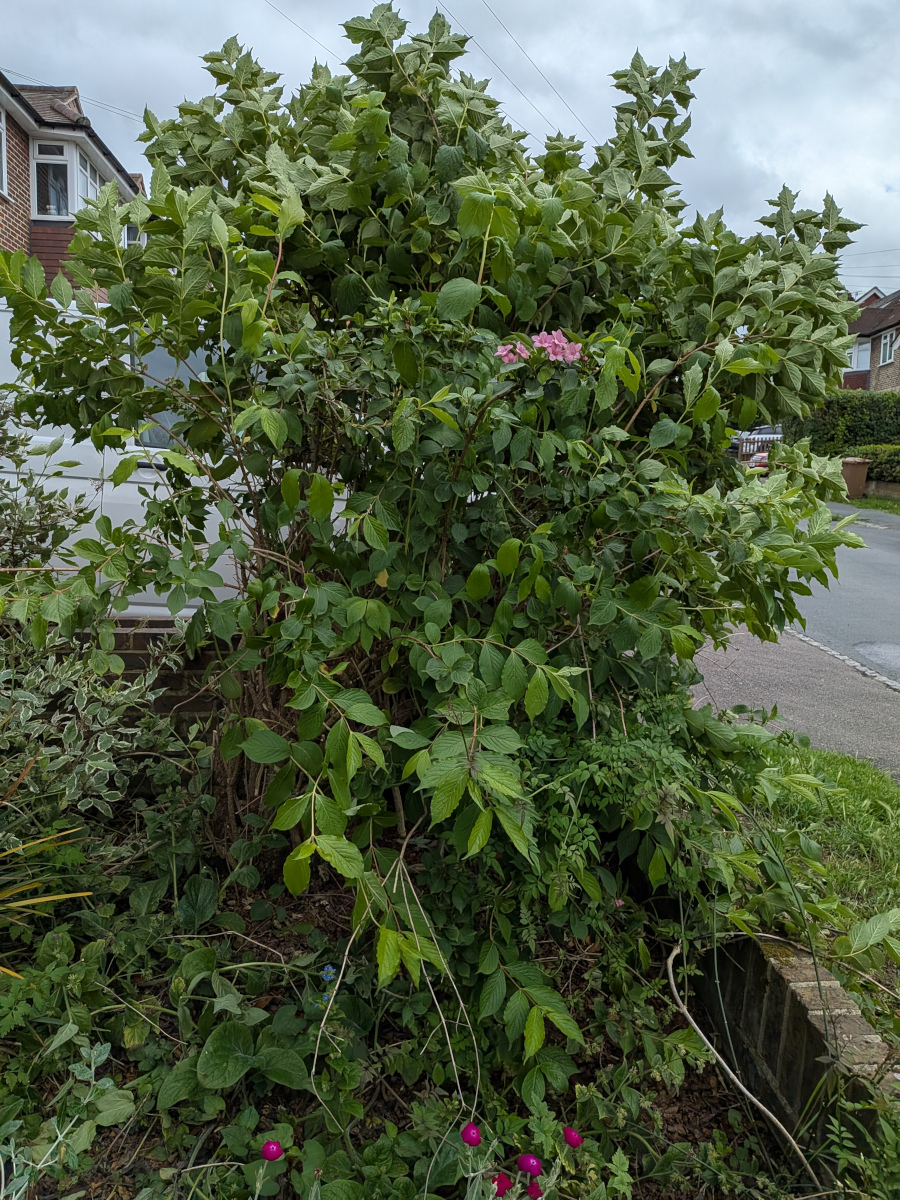 A cropped weigela