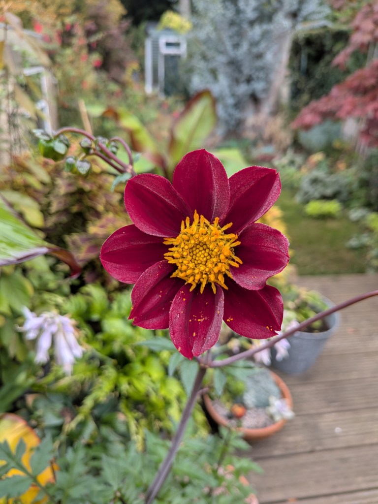 A burgundy dahlia flower