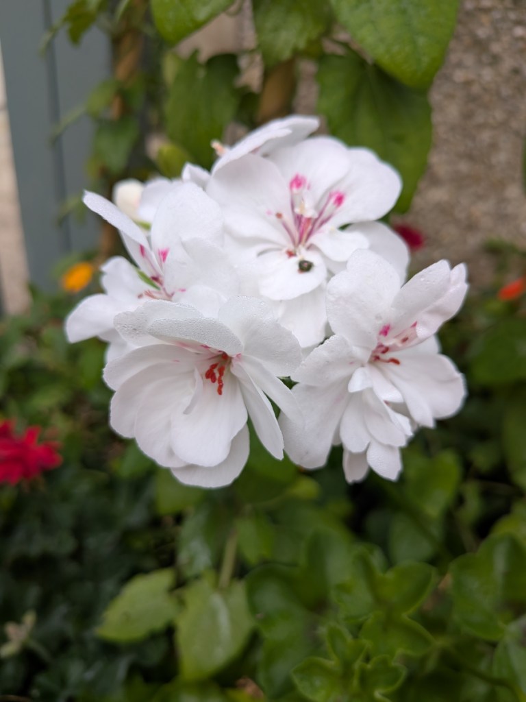 A white pelargaonium flower