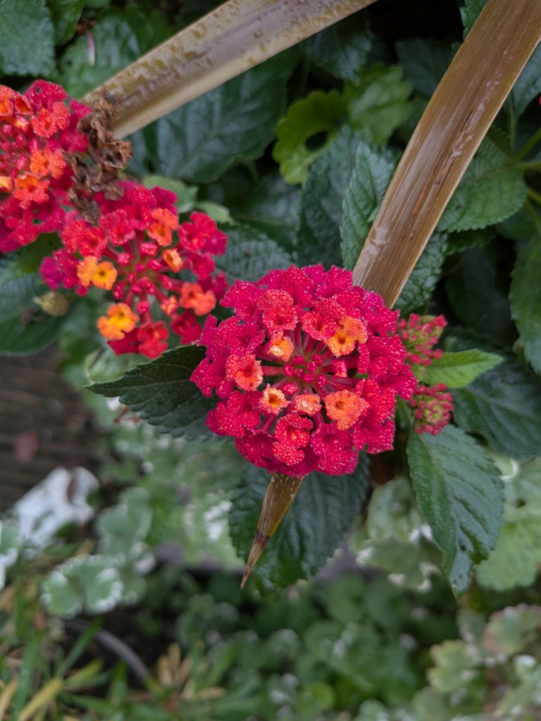 A bright red lantana with orange flecks