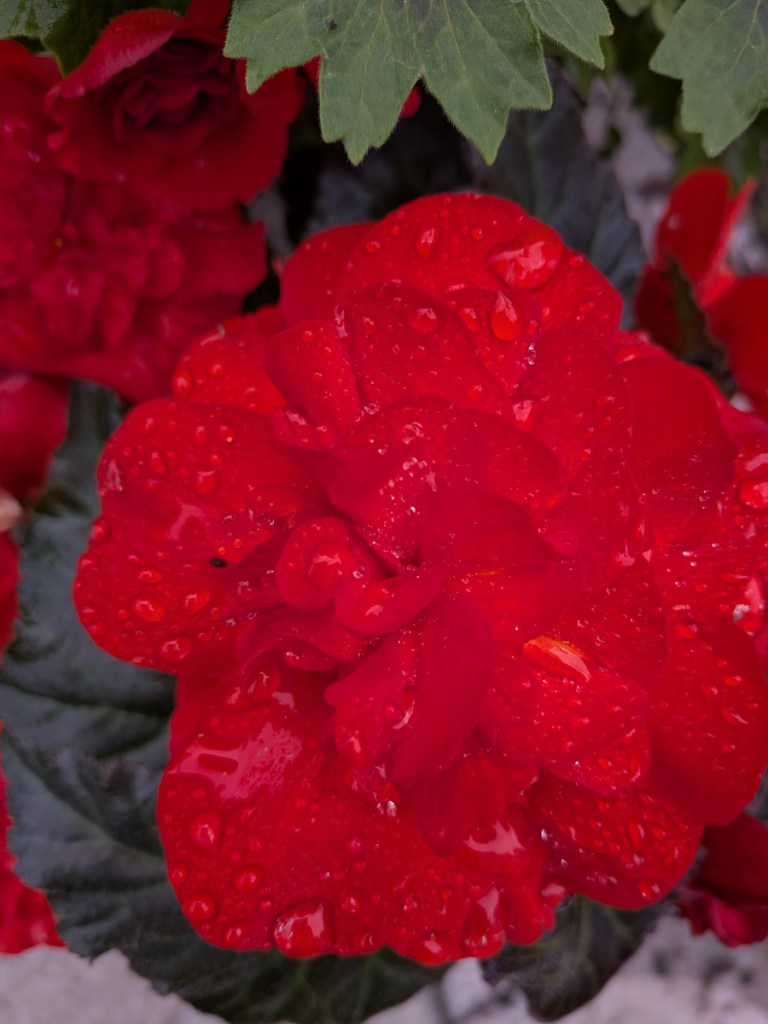 A bright red begonia