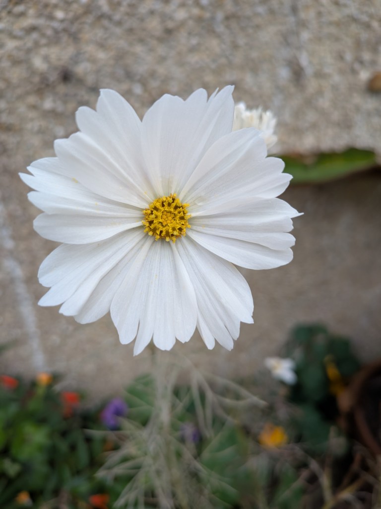 a white cosmos purity