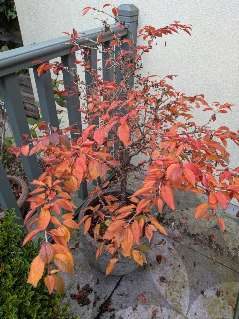 An autunmal miniature cherry tree