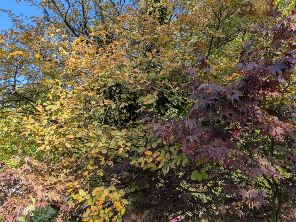 An autumnal amalanchier
