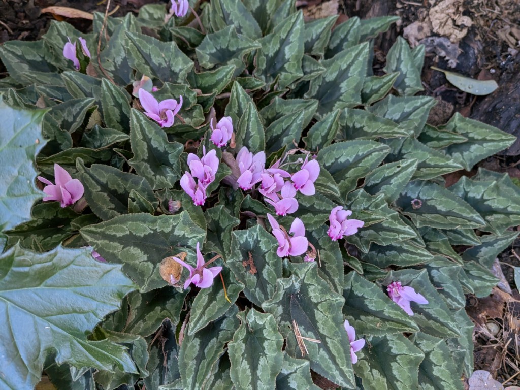 A cyclamen - a few pink flowers but mostly leaves.
