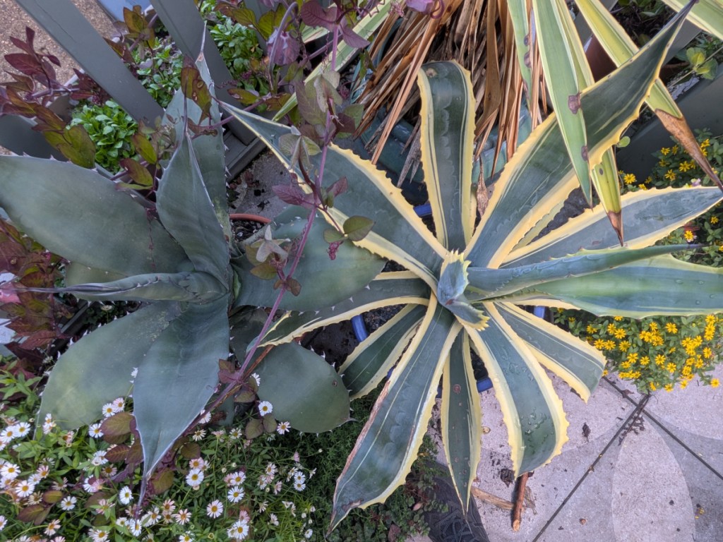 two agave. One varigated one green
