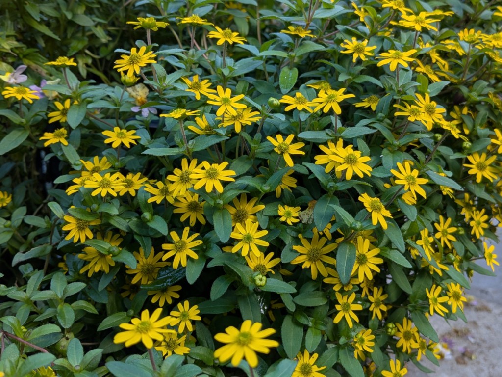 Sanvitalia - Creeping Zinnia