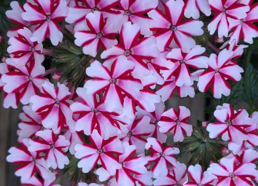 Some candy stripe verbena