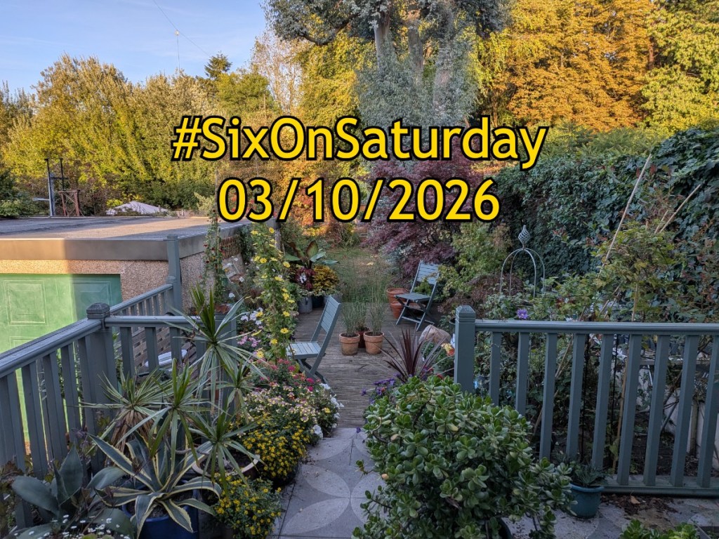 Six on Saturday banner for 3/10/26